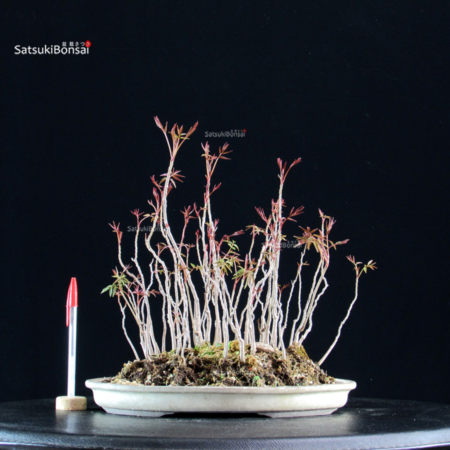 5875_1-Rhus Succedanea Rhus Succedanea - immagine 1