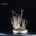 Rhus Succedanea - immagine 3