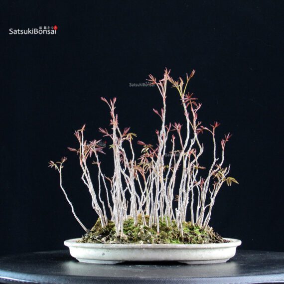 Rhus Succedanea - immagine 4