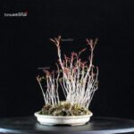 Rhus Succedanea - immagine 5