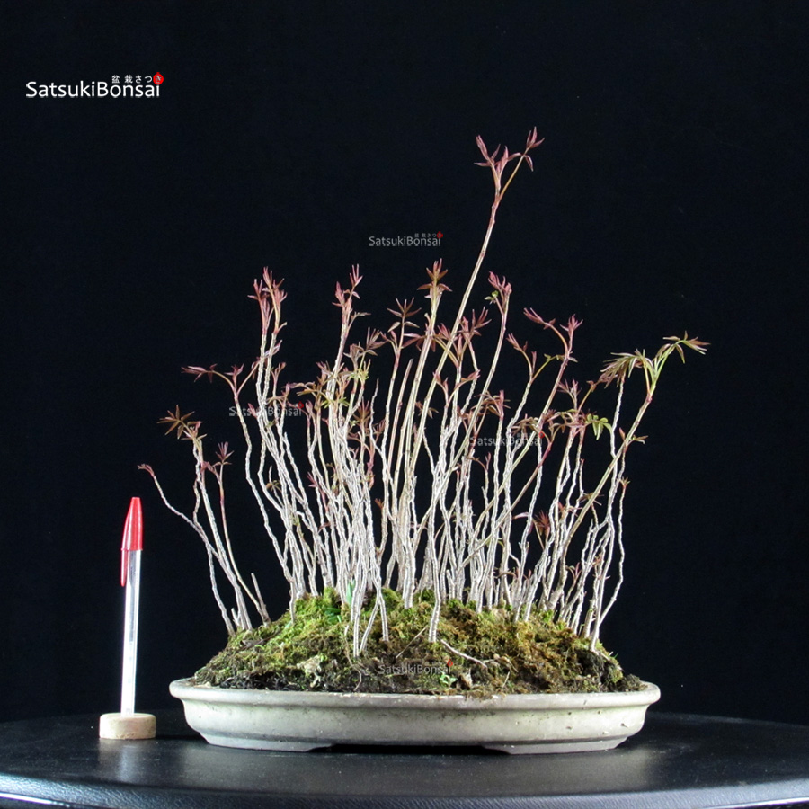 5876_1-Rhus Succedanea Rhus Succedanea - immagine 1