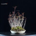 Rhus Succedanea - immagine 3