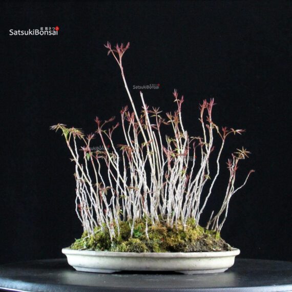 Rhus Succedanea - immagine 4