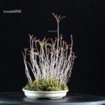 Rhus Succedanea - immagine 5