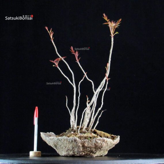 Rhus Succedanea - immagine 3