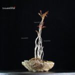 Rhus Succedanea - immagine 3