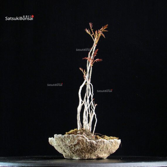 Rhus Succedanea - immagine 3