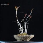 Rhus Succedanea - immagine 4