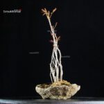 Rhus Succedanea - immagine 5