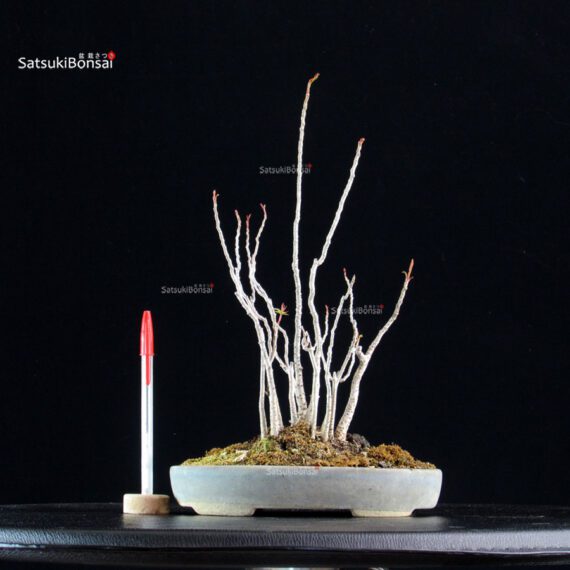 Rhus Succedanea - immagine 3