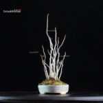 Rhus Succedanea - immagine 3