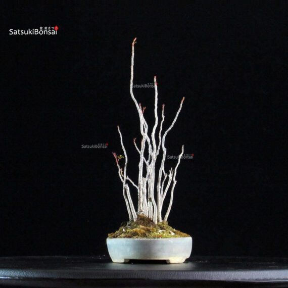 Rhus Succedanea - immagine 3