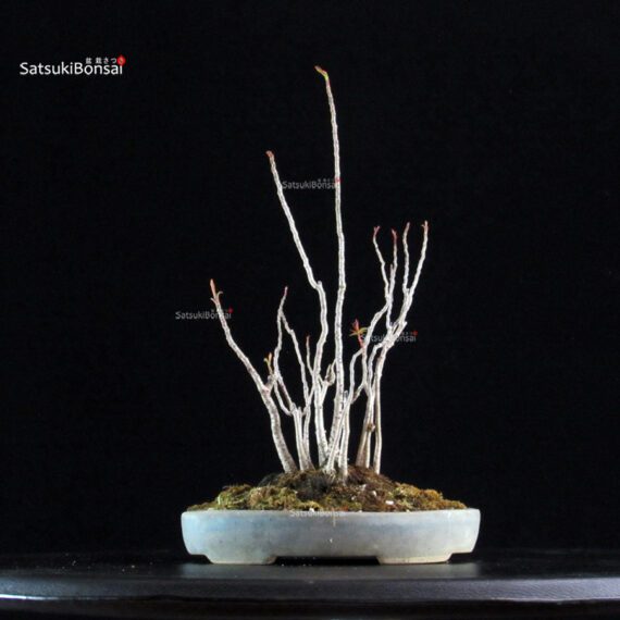 Rhus Succedanea - immagine 4