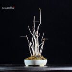 Rhus Succedanea - immagine 5