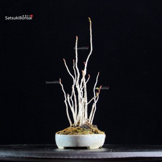 Rhus Succedanea - immagine 5