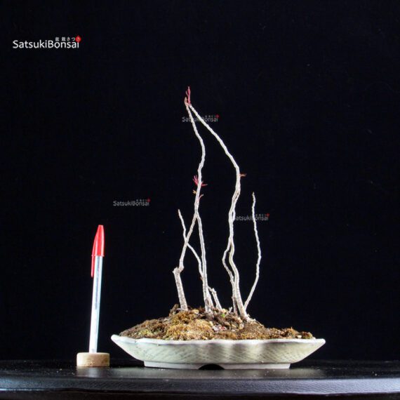 Rhus Succedanea - immagine 3