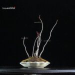 Rhus Succedanea - immagine 3