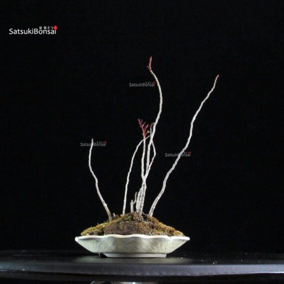 Rhus Succedanea - immagine 3