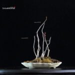 Rhus Succedanea - immagine 4