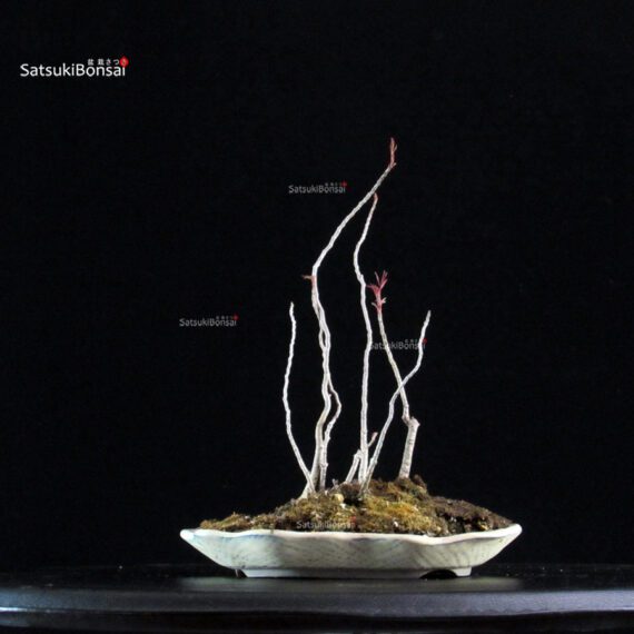 Rhus Succedanea - immagine 4