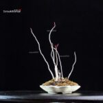 Rhus Succedanea - immagine 5