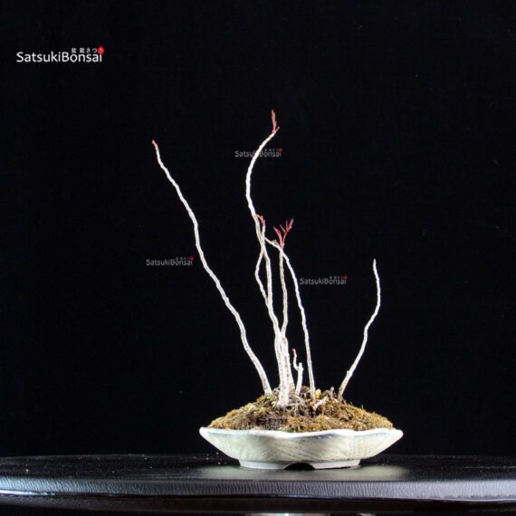 Rhus Succedanea - immagine 5