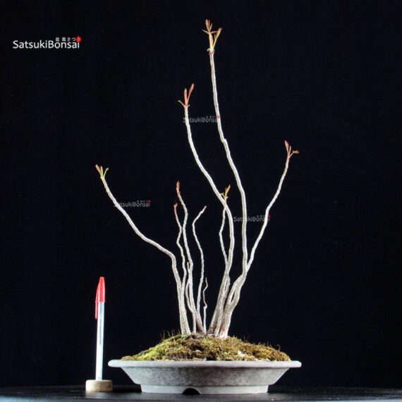 Rhus Succedanea - immagine 3