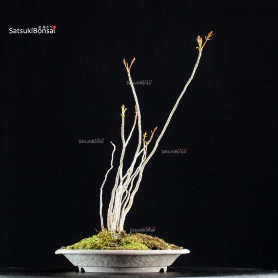 Rhus Succedanea - immagine 3