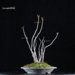 Rhus Succedanea - immagine 4