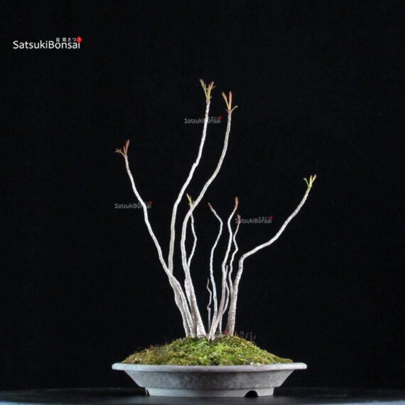 Rhus Succedanea - immagine 4