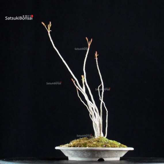 Rhus Succedanea - immagine 5