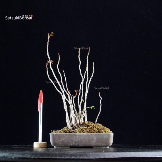 Rhus Succedanea - immagine 3