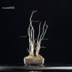 Rhus Succedanea - immagine 3