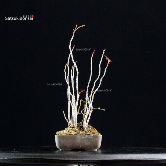 Rhus Succedanea - immagine 3