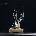 Rhus Succedanea - immagine 4