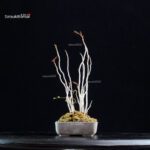 Rhus Succedanea - immagine 5