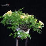 Rosa Banksiae Lutea - immagine 2