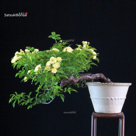 Rosa Banksiae Lutea - immagine 4