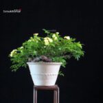 Rosa Banksiae Lutea - immagine 5