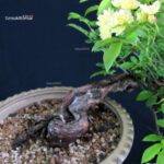 Rosa Banksiae Lutea - immagine 8