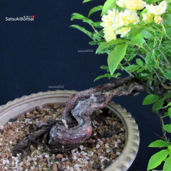 Rosa Banksiae Lutea - immagine 8