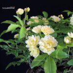Rosa Banksiae Lutea - immagine 9