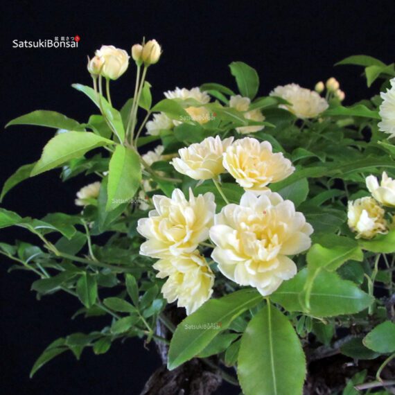 Rosa Banksiae Lutea - immagine 9