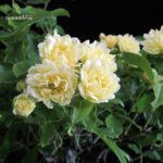 Rosa Banksiae Lutea - immagine 3