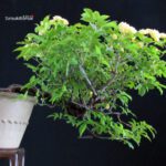 Rosa Banksiae Lutea - immagine 7