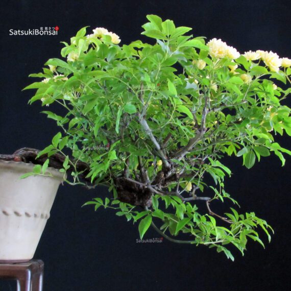 Rosa Banksiae Lutea - immagine 7