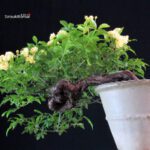 Rosa Banksiae Lutea - immagine 6