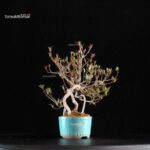 Azalea Satsuki Spp. - immagine 4