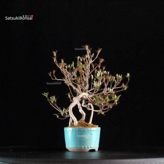 Azalea Satsuki Spp. - immagine 4