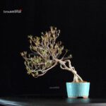 Azalea Satsuki Spp. - immagine 3